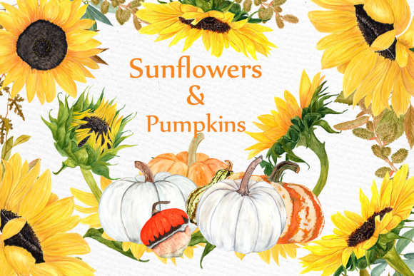 Sunflower & Pumpkin Illustrations Review
